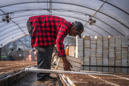 Free A farmer in a red checkered shirt works in a greenhouse, organizing trays for planting. Stock Photo