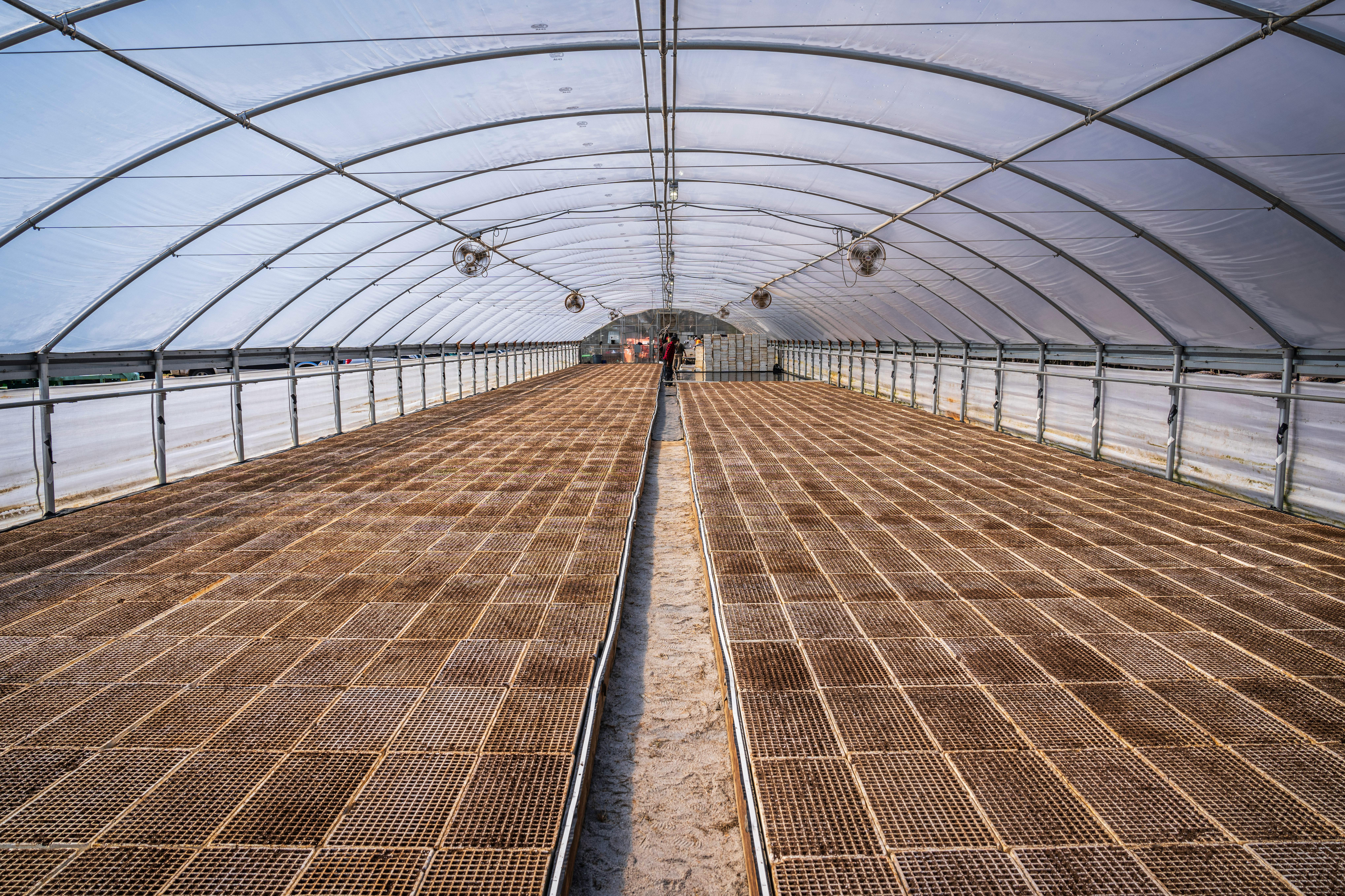 Expansive greenhouse interior featuring empty planting rows and a clear arched ceiling.