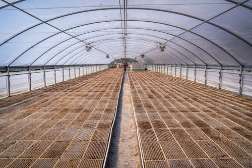 A greenhouse with rows of plants inside