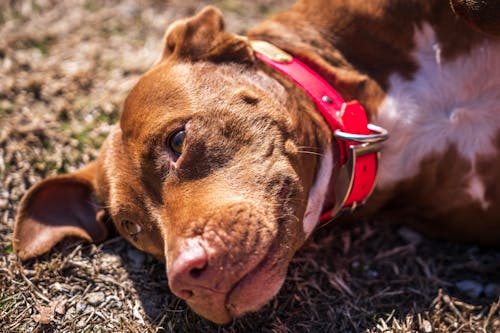 A brown dog laying on the ground with a red collar