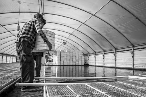 A man is standing in a large greenhouse