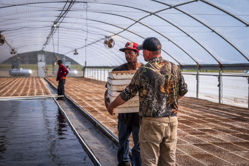 Free Men working in a greenhouse, carrying trays, focused on farming and agriculture. Stock Photo