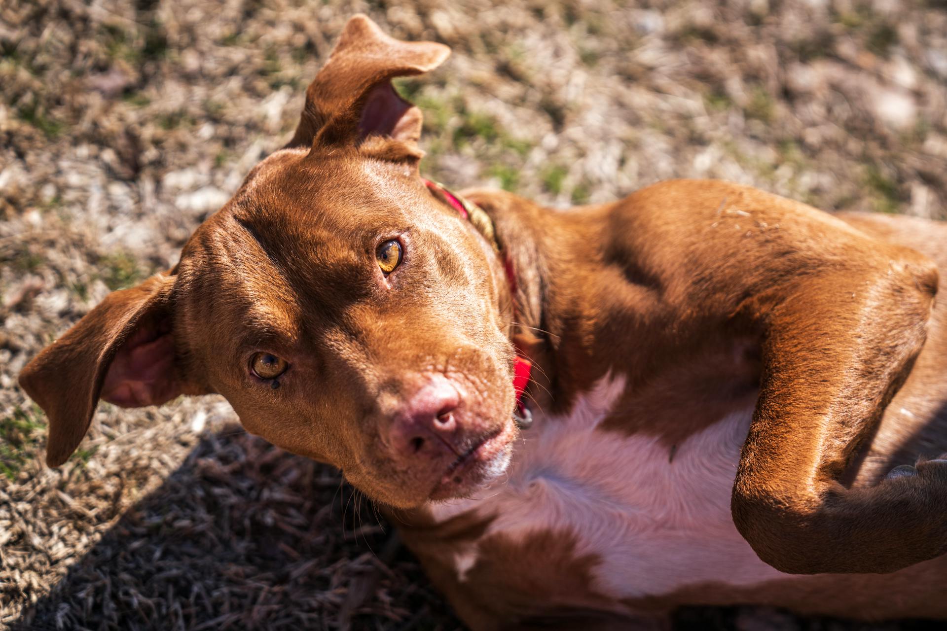 Close-up of a Brown Pit Bull Lying on the Grass