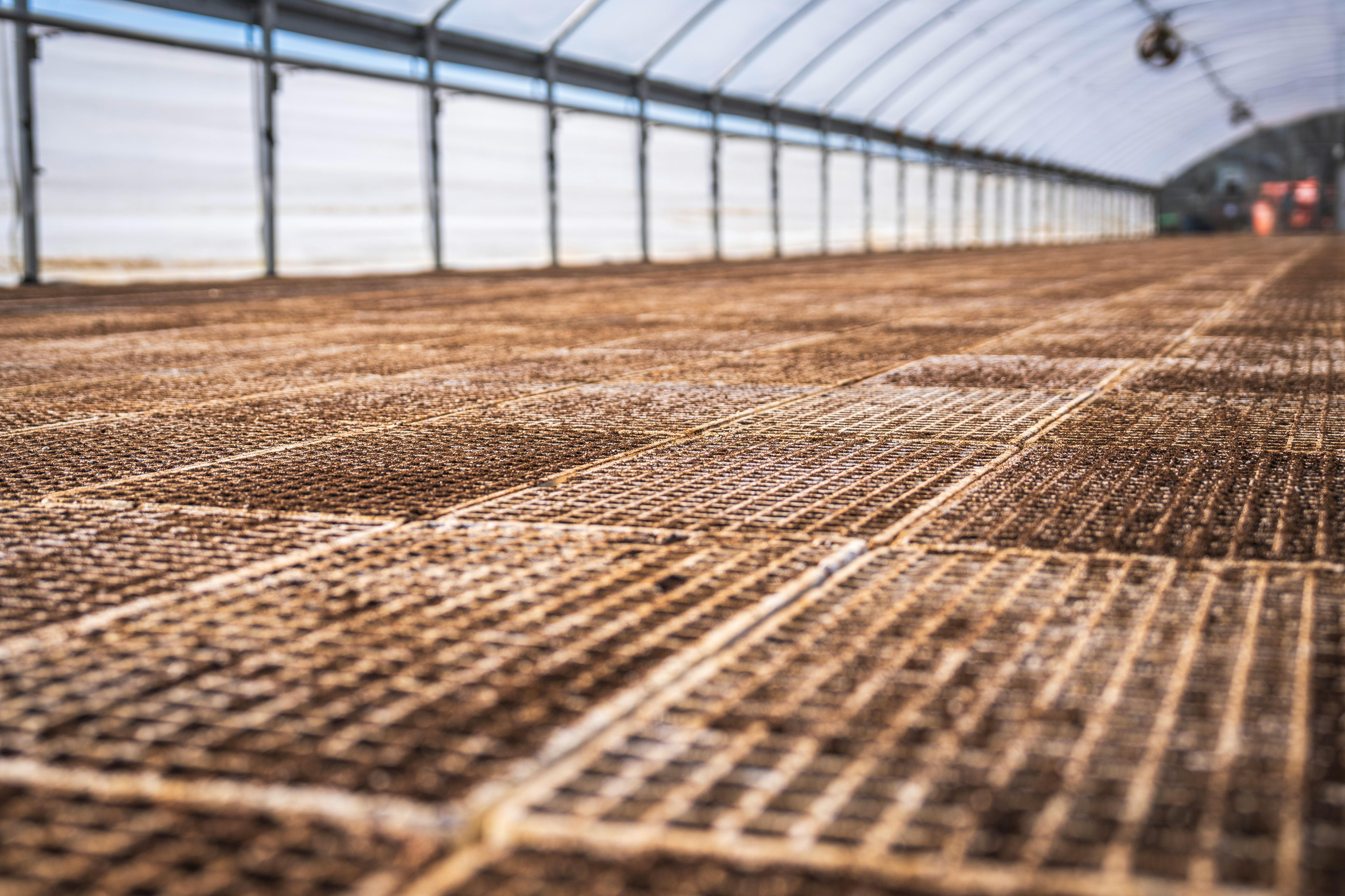 Sanitized greenhouse benches ready for new plant cuttings - avoiding pests in cuttings