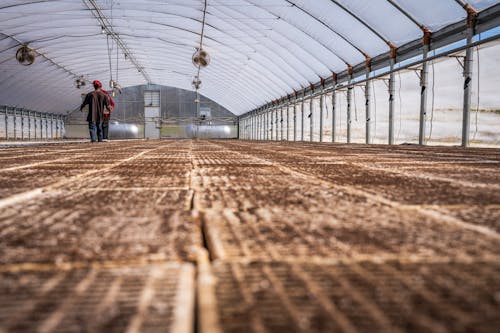 A man walking through a greenhouse with a large amount of plants