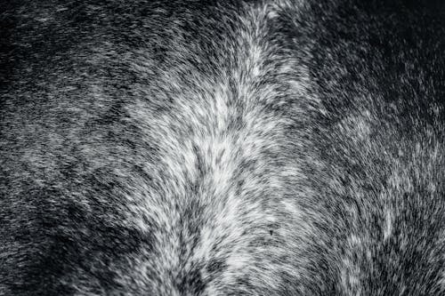 Black and White Close-up of Animal Fur 