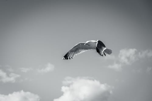Black and White Photo of a Flying Seagull 