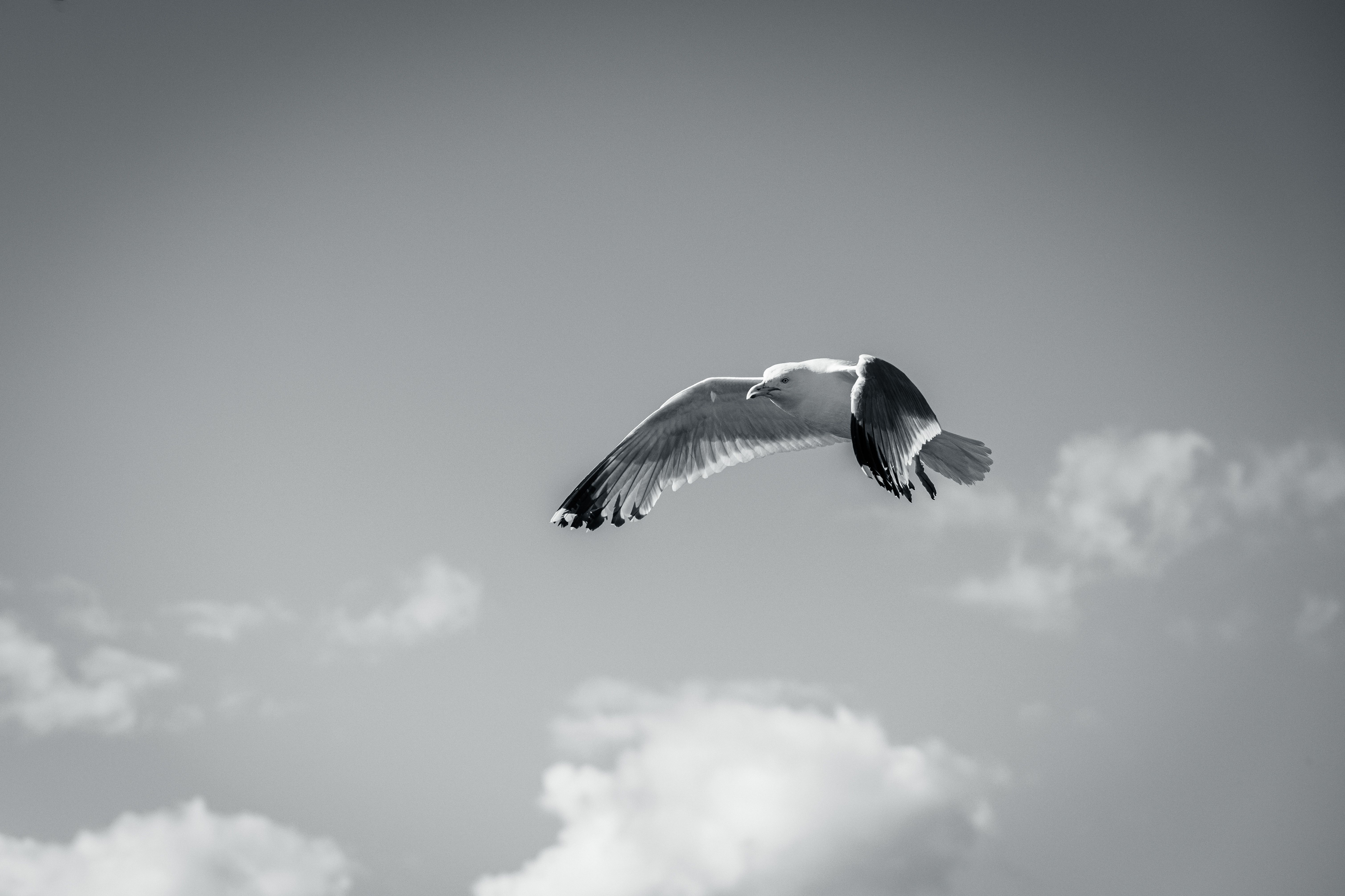 Black and White Photo of a Flying Seagull · Free Stock Photo