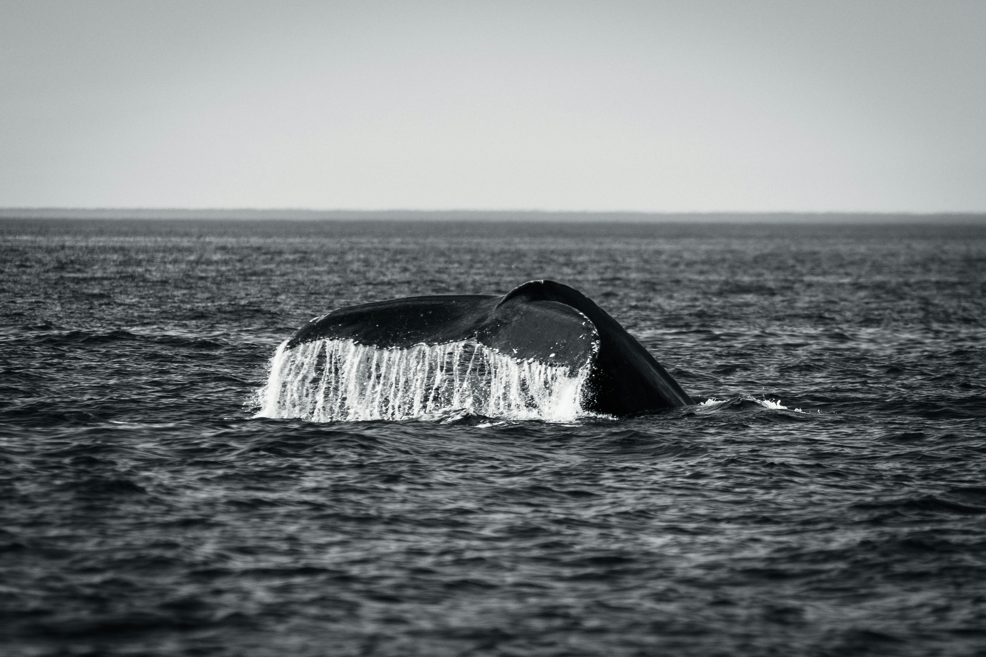 七星潭旅服中心動土 1.9億打造「鯨躍」國際觀光新門戶