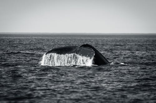 Black and White Photo of a Tail of a Whale above the Water