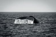 Black and White Photo of a Tail of a Whale above the Water