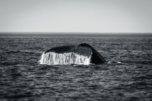 A breathtaking view of a whale's tail breaching the ocean surface, captured in black and white.