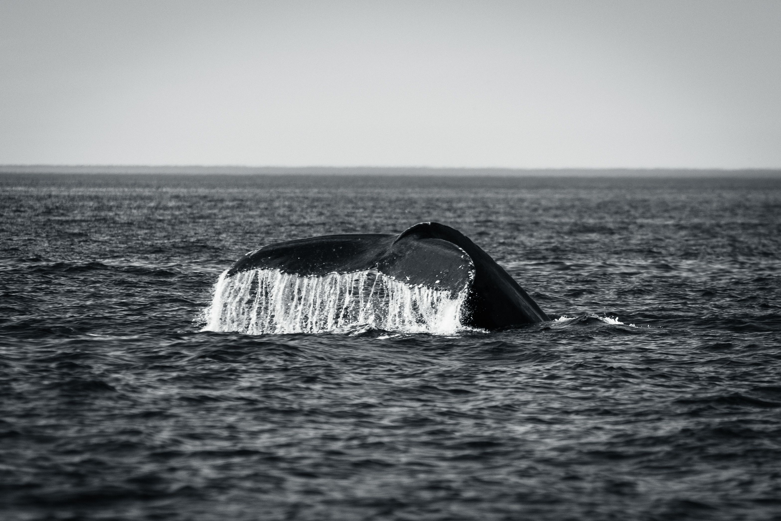Black and White Photo of a Tail of a Whale above the Water · Free Stock ...