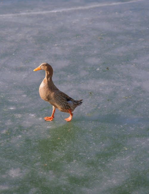 A Duck Walking on a Frozen Body of Water 