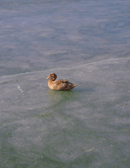 A Duck Sitting on a Frozen Body of Water 