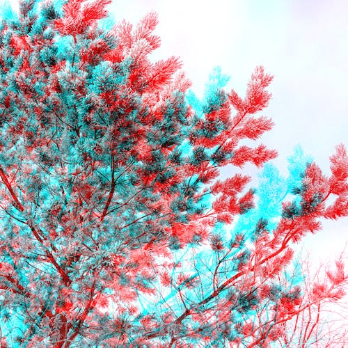 ağaçlar, kış, renkler içeren Ücretsiz stok fotoğraf