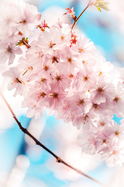10 000 Best Apple Blossom Photos 100 Free Download Pexels Stock Photos