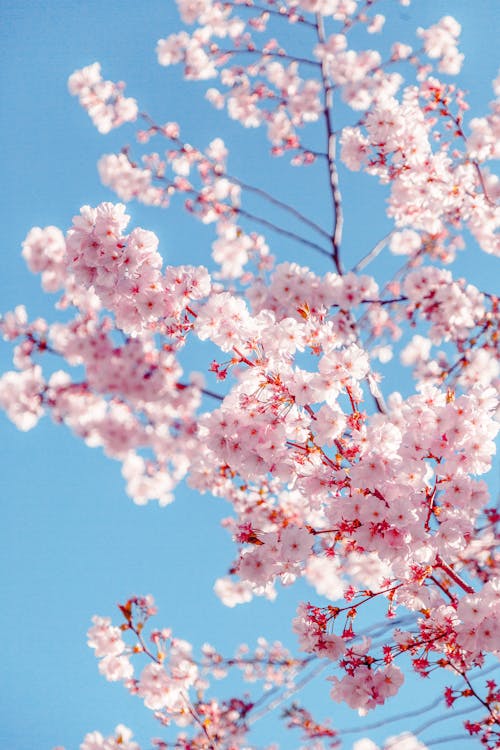 Night cherry blossom tree background