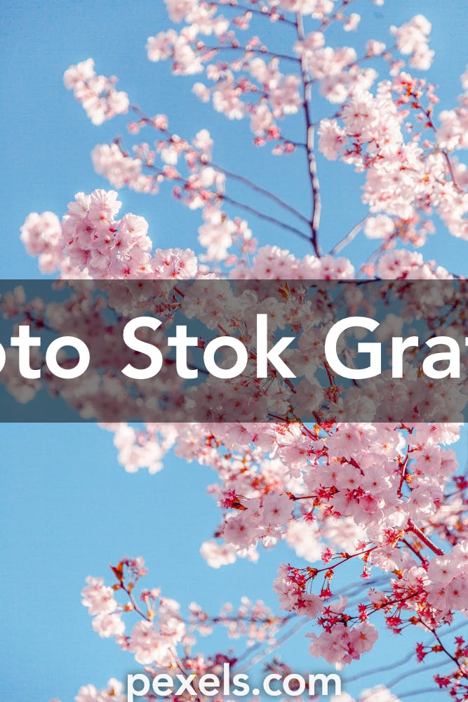 1000 Foto Bunga Sakura Pexels Foto Stok Gratis