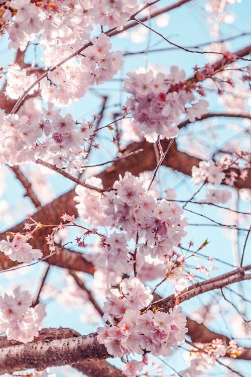 Selective Focus Photo of Cherry Blossoms
