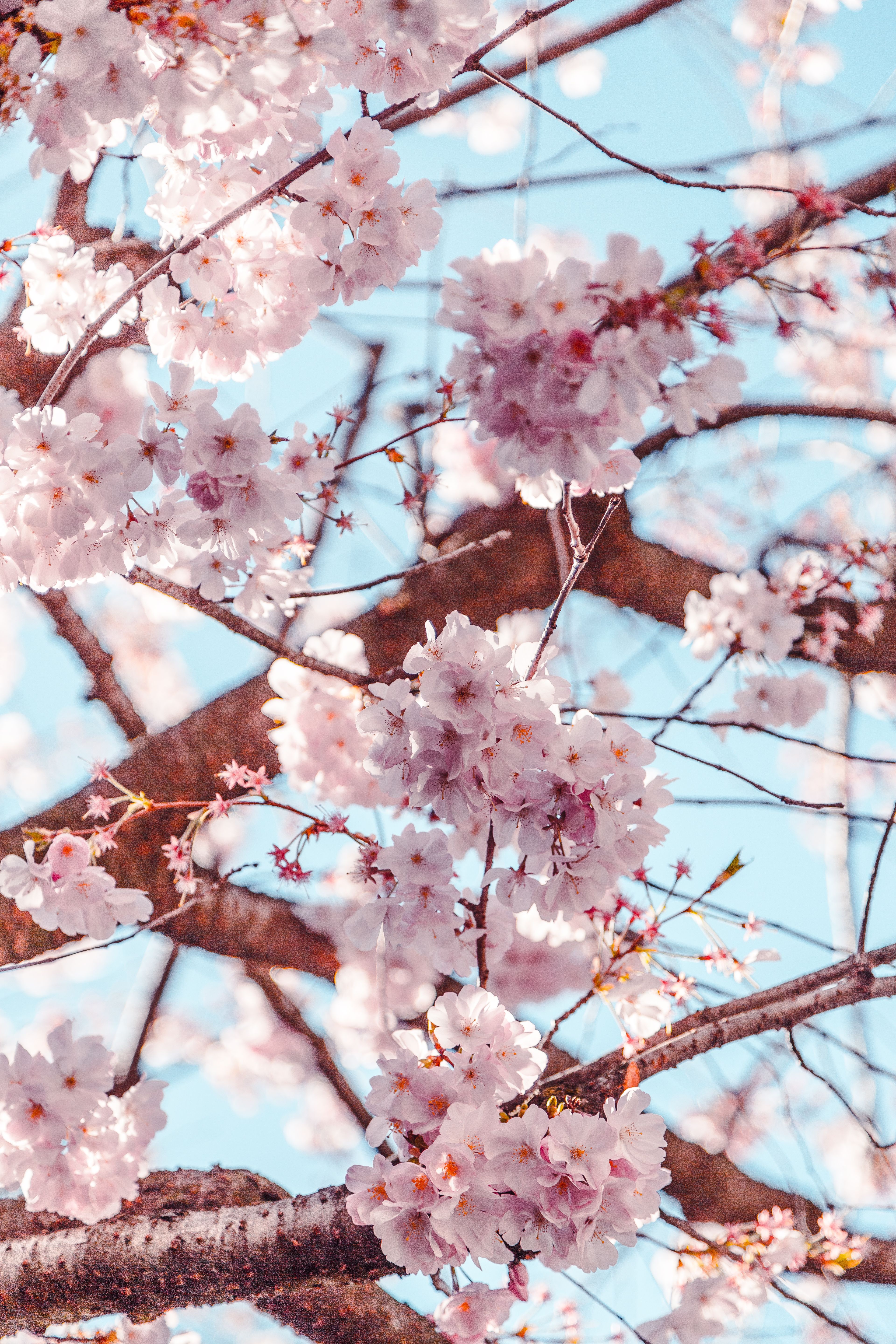 Selective Focus Photo of Cherry Blossoms · Free Stock Photo