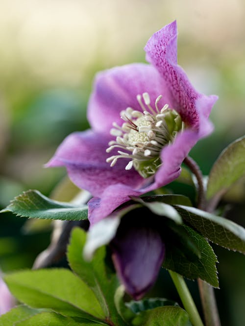 A purple flower with green leaves in the background