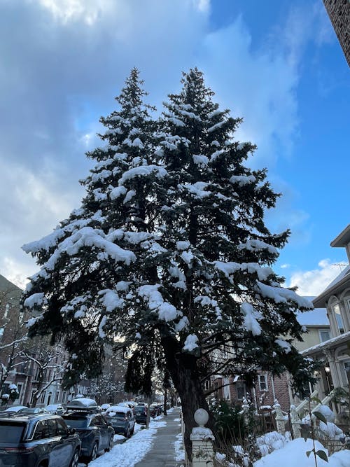 Snow on Twin Evergreens