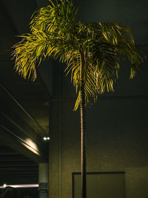 Kostnadsfri bild av gata, löv, palmträd