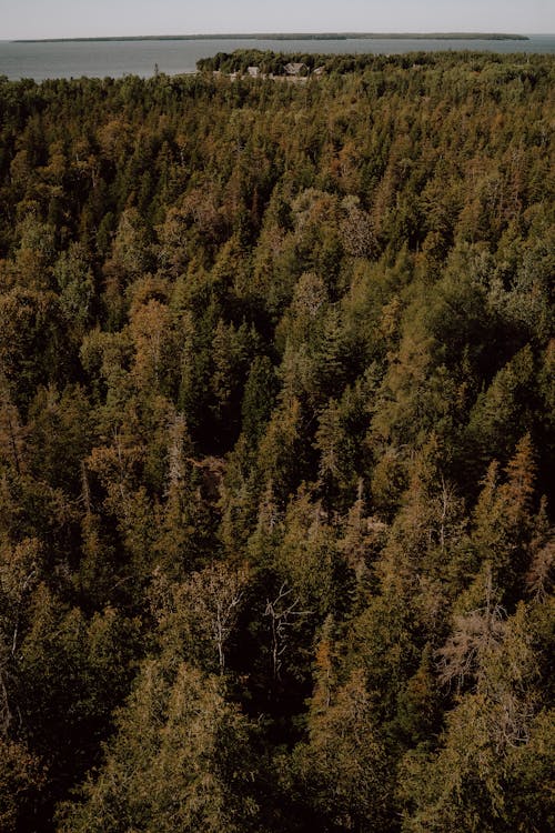 Foto d'estoc gratuïta de arbres, bosc, de fulla perenne