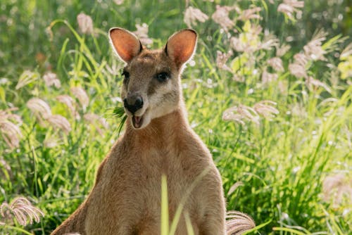 Ilmainen kuvapankkikuva tunnisteilla australialainen, eläin, wallaby