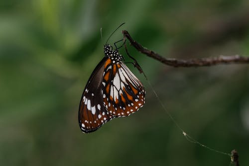 Foto d'estoc gratuïta de bella naturalesa, papallona
