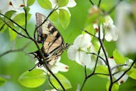 一只燕尾蝶栖息在白色花朵上，特写镜头展现了它在自然环境中充满活力的绿色叶子间
