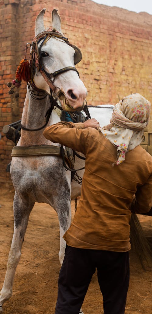 Fotos de stock gratuitas de animal, brida, caballo blanco