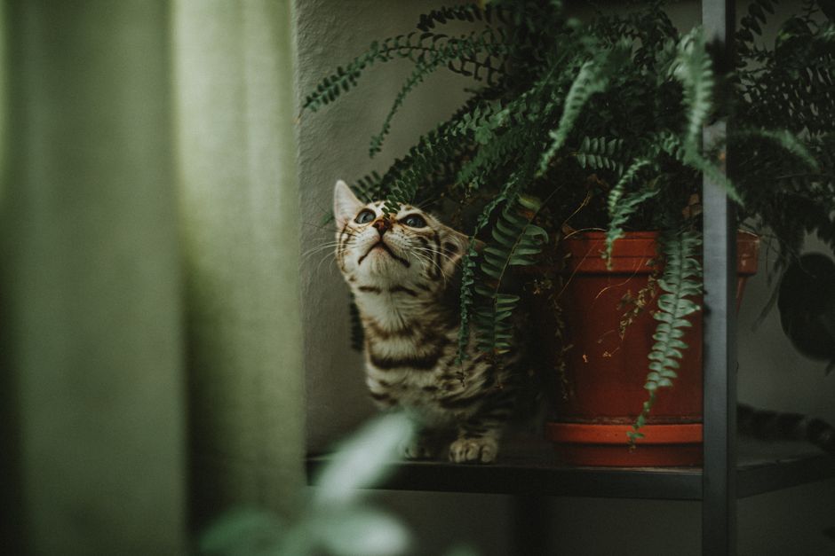 A curious striped cat peeks between lush green ferns on a shelf indoors, capturing a playful moment.