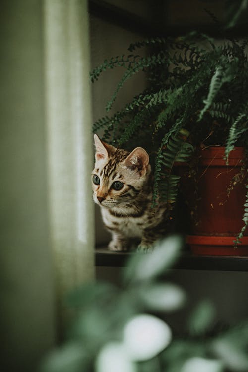 Cat Next to Fern Leaves 