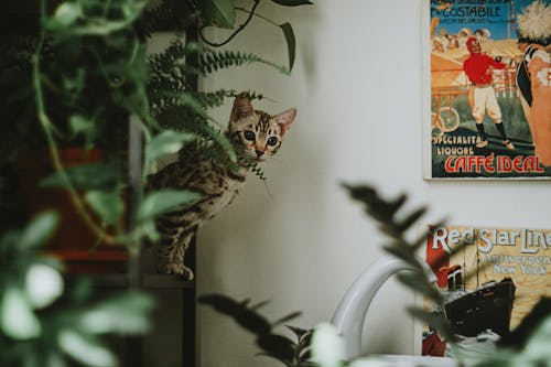 Free A cat is looking at a plant in a room Stock Photo