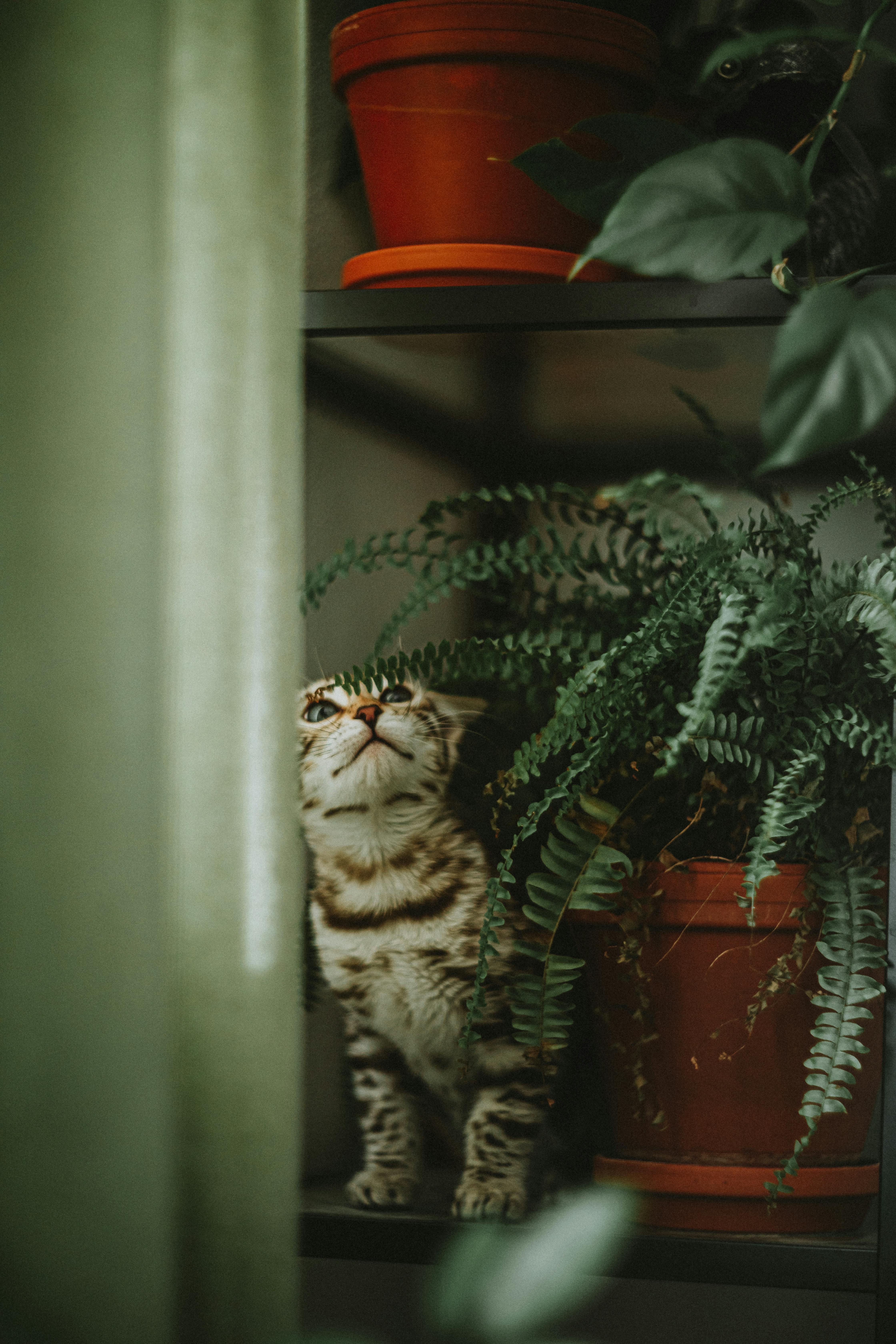 Adorable tabby cat exploring indoor plants on a shelf with vibrant green leaves and pots.