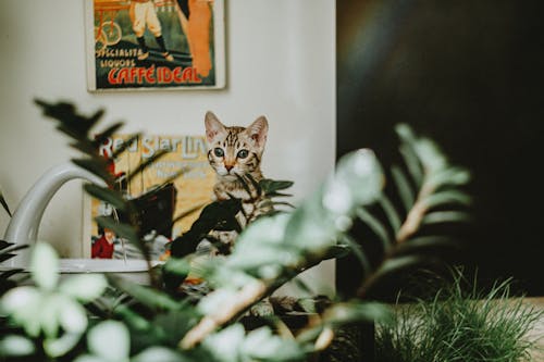 Free Tabby Cat Kitten behind Leaves Stock Photo