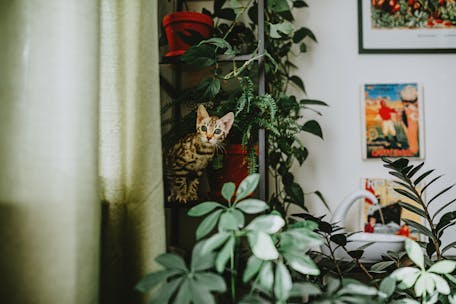 Playful Bengal kitten peeking through lush indoor greenery in a cozy living room.