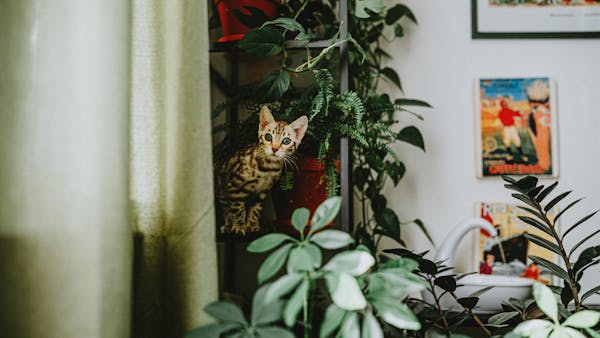 Playful Bengal kitten peeking through lush indoor greenery in a cozy living room.