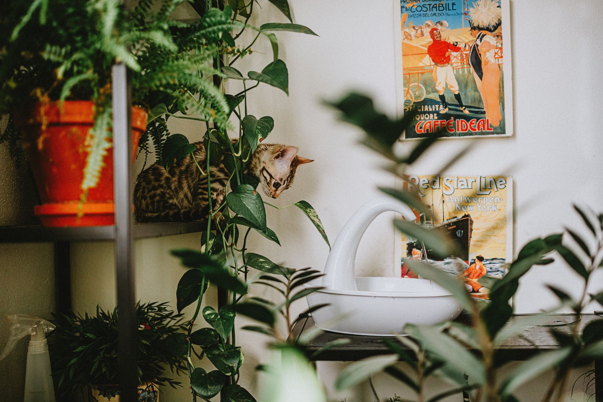 Cat Among Ivy