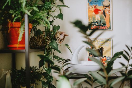 Free A cute cat nestled among lush green plants with vintage posters in the background. Stock Photo
