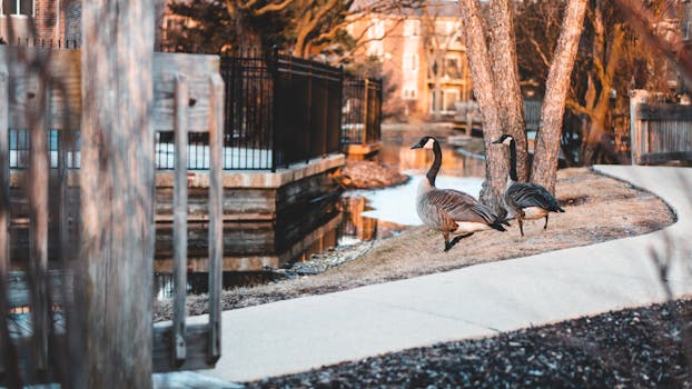 Two ducks walking beside a pond in a Chicago park during daytime.