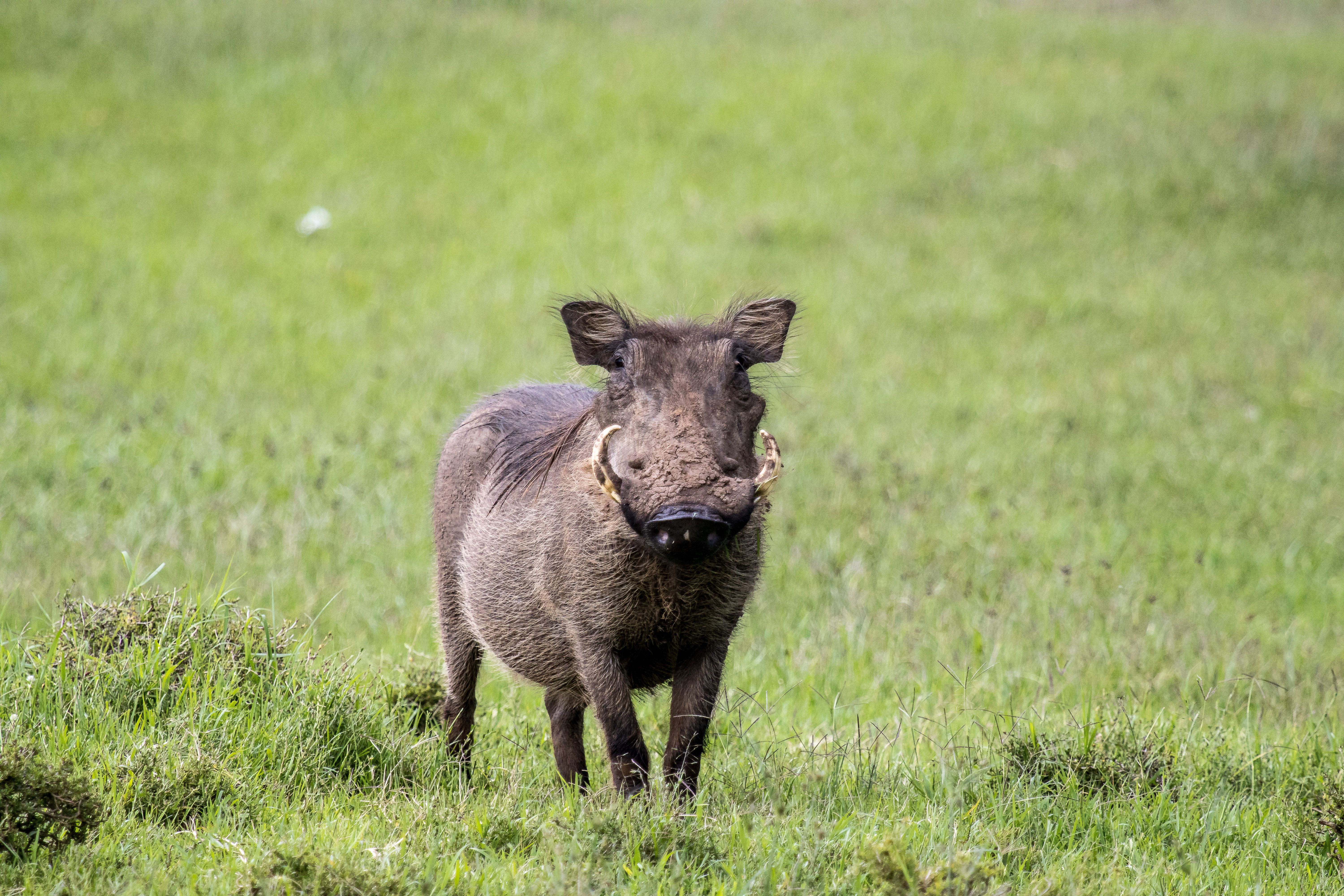 Brown Wild Boar · Free Stock Photo
