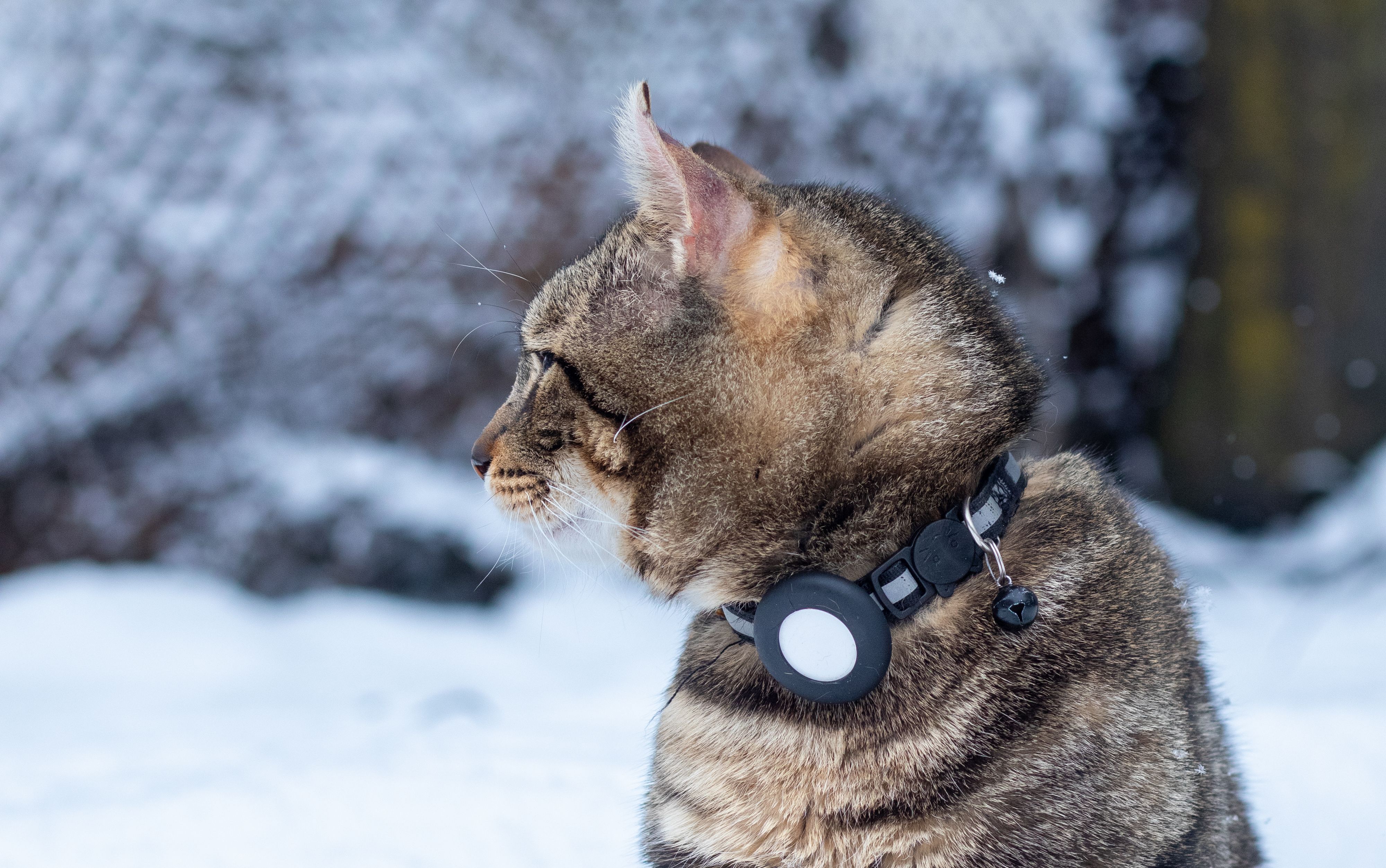 Portrait of a Tabby Cat Wearing a Collar · Free Stock Photo