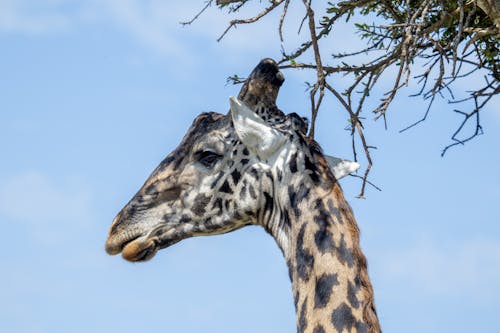 Immagine gratuita di fauna selvatica, fotografia di animali, giraffa
