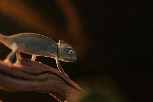 chameleon photo