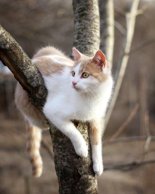 Portrait of a White and Brown Cat Lying on a Tree Branch