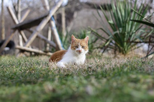 Little Cat in a Garden