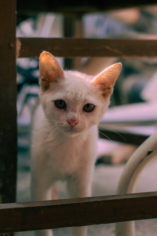 Foto d'estoc gratuïta de fons de pantalla per al mòbil, fotografia d'animals, gat